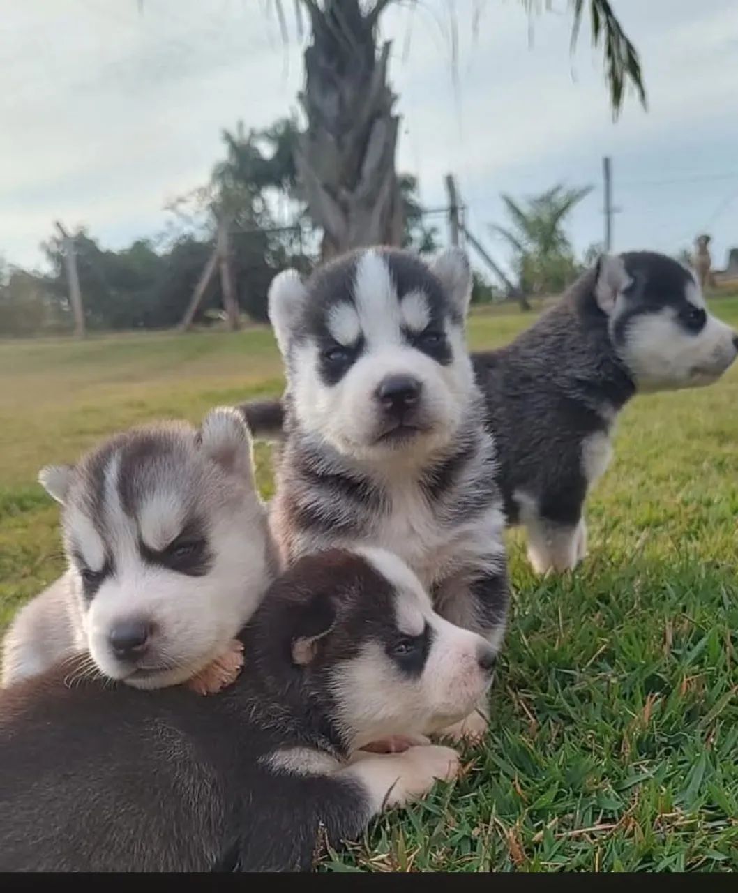 husky siberiano  - Foto 4