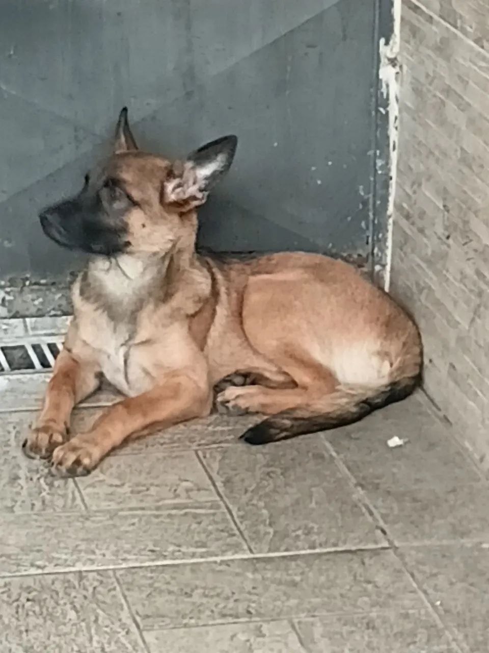 Cachorro  pastor alemão  - Foto 3