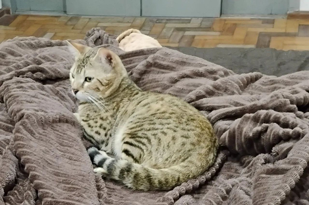 Gato Bengal 