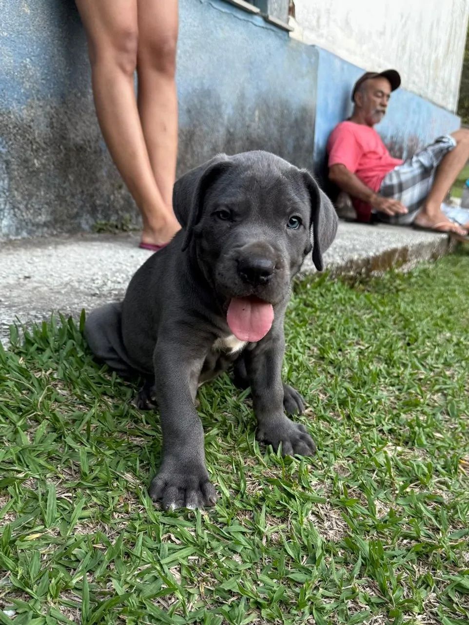 Filhotes Cane Corso - Foto 3
