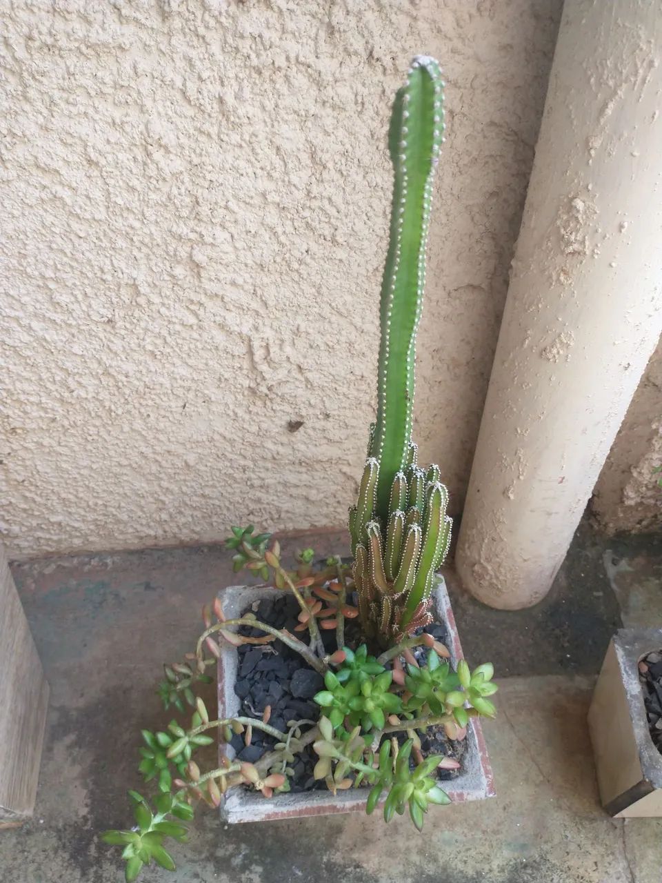 Vaso de cerâmica com planta cacto e suculenta 