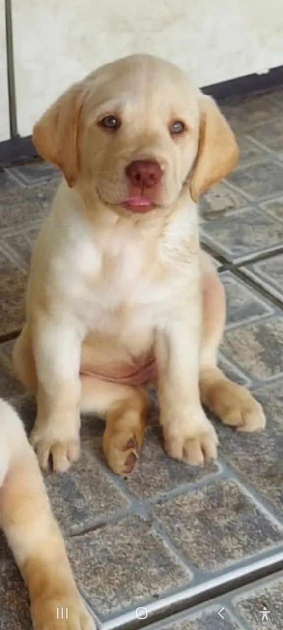 FILHOTES DE LABRADOR - Foto 3