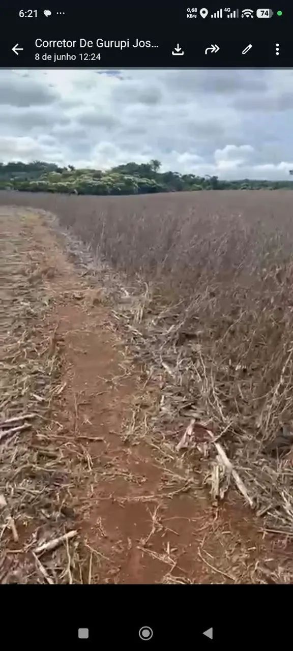 Fazenda de Arrendamento no Tocantins 1.800hec argila 35% a 40% - Foto 2