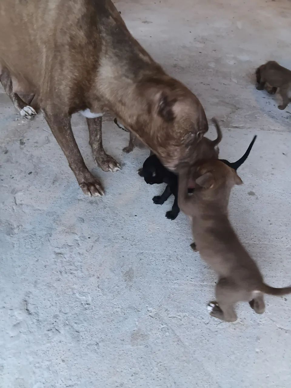 FILHOTES DE AMERICAN BULLY E PIT MONSTER - Foto 4