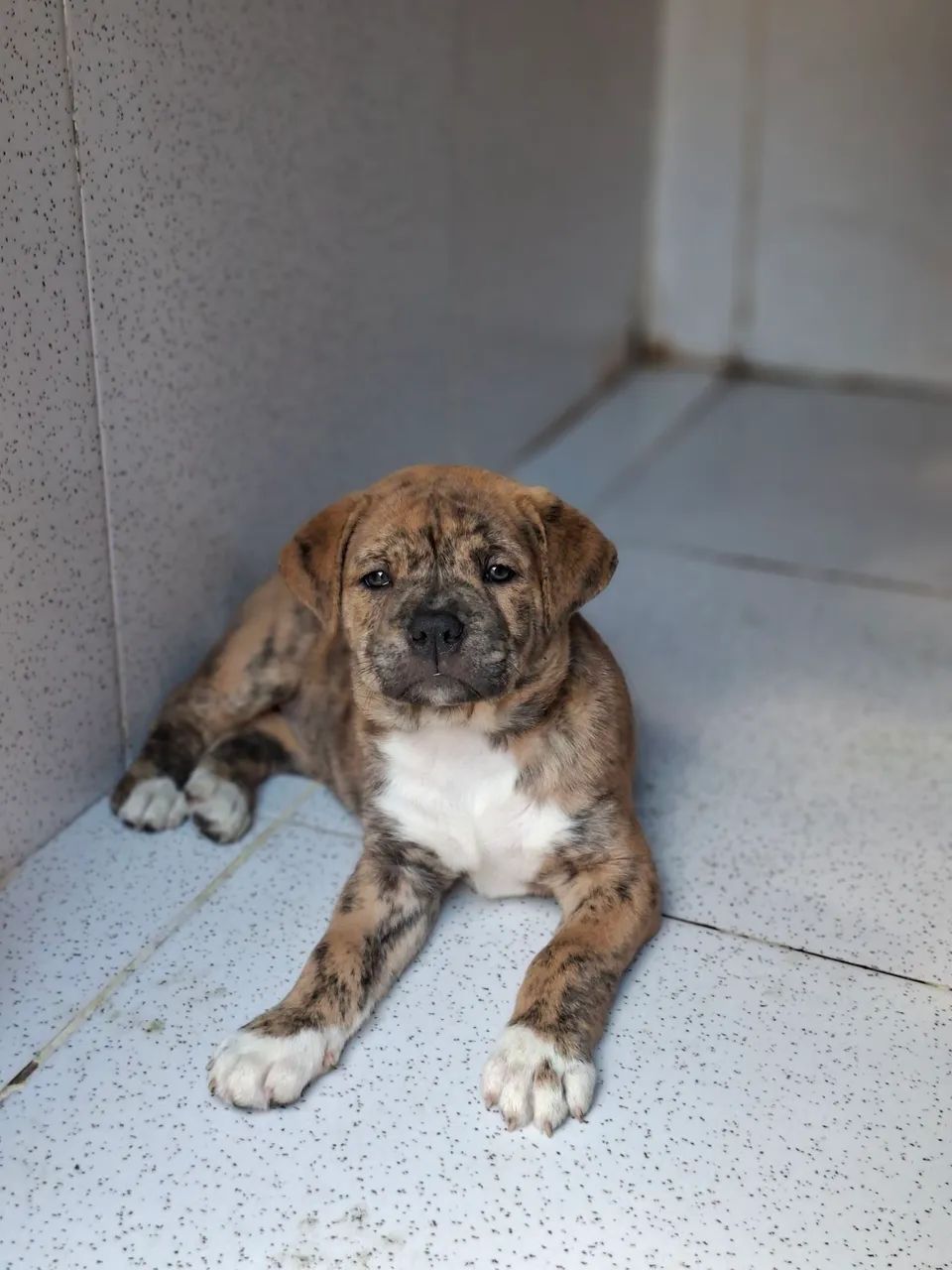 América bully 