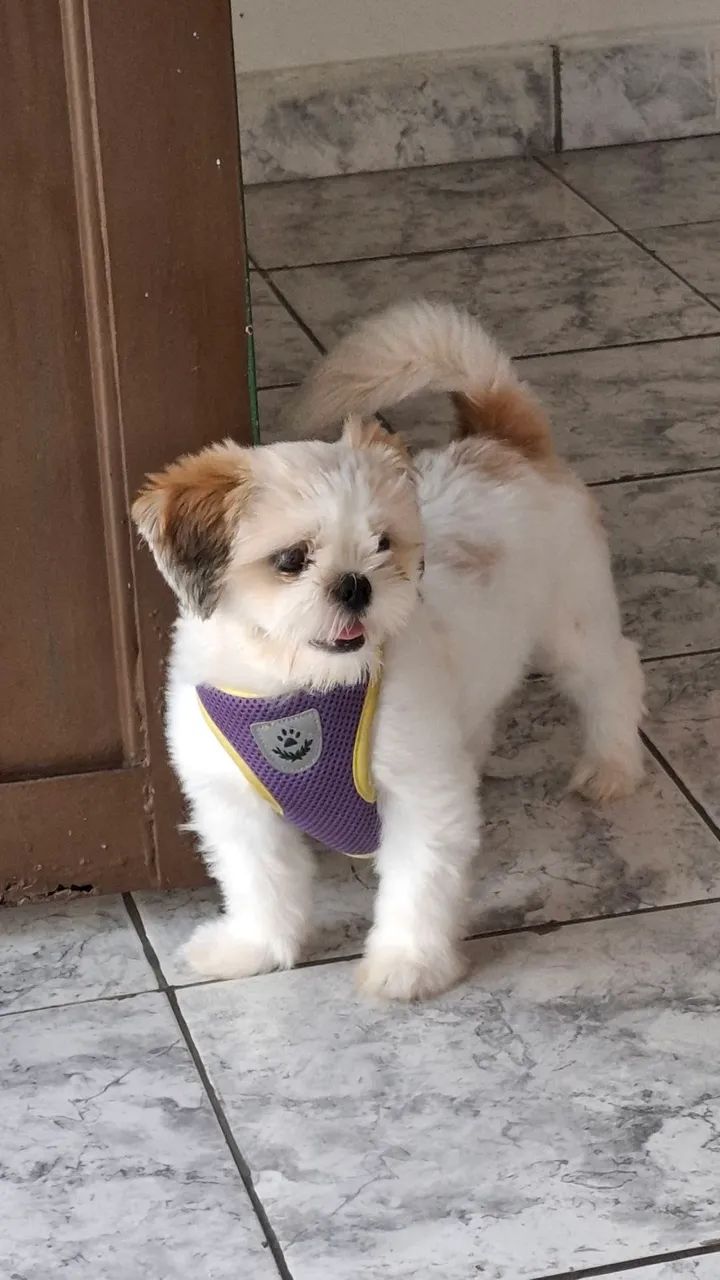 Cachorro Shih Tzu Fêmea - Foto 3