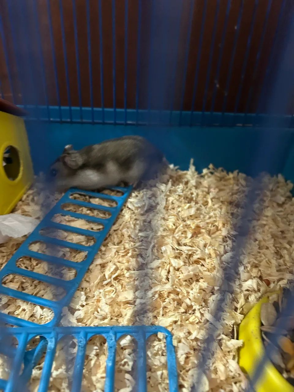 Hamster 