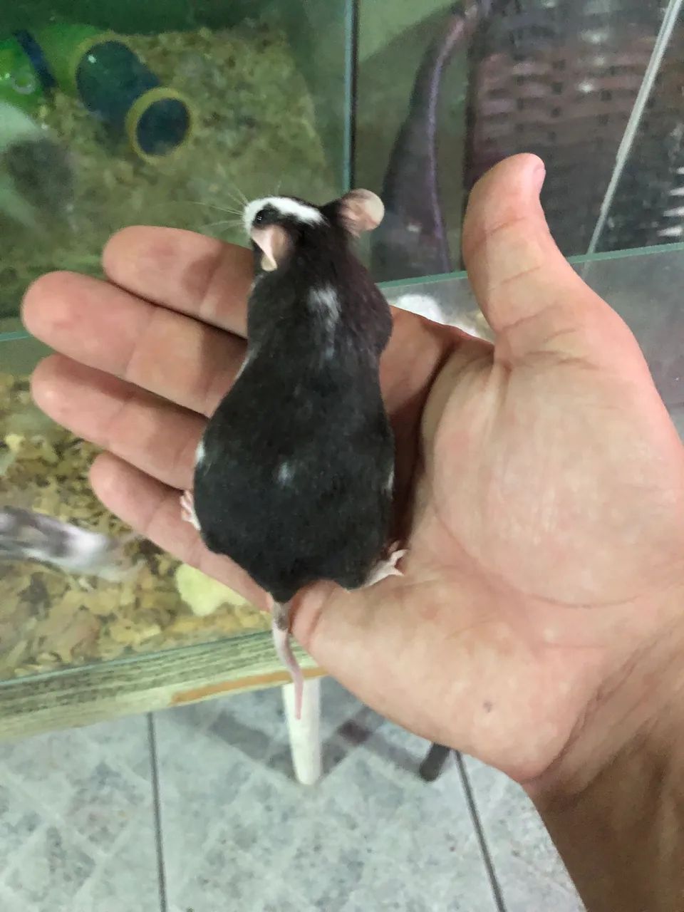 Topodongo mice437443710388817922