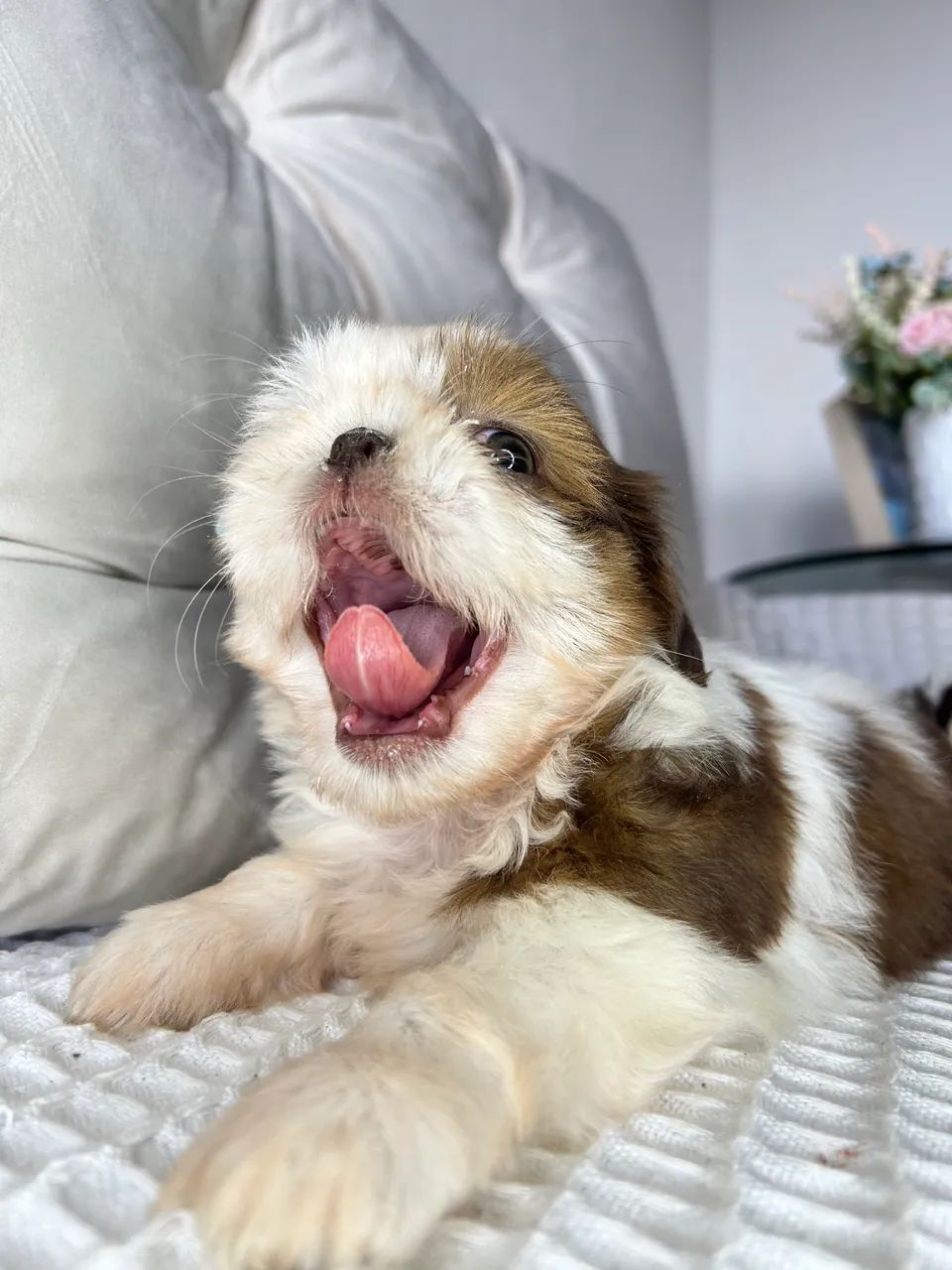 Shih tzu - Foto 4