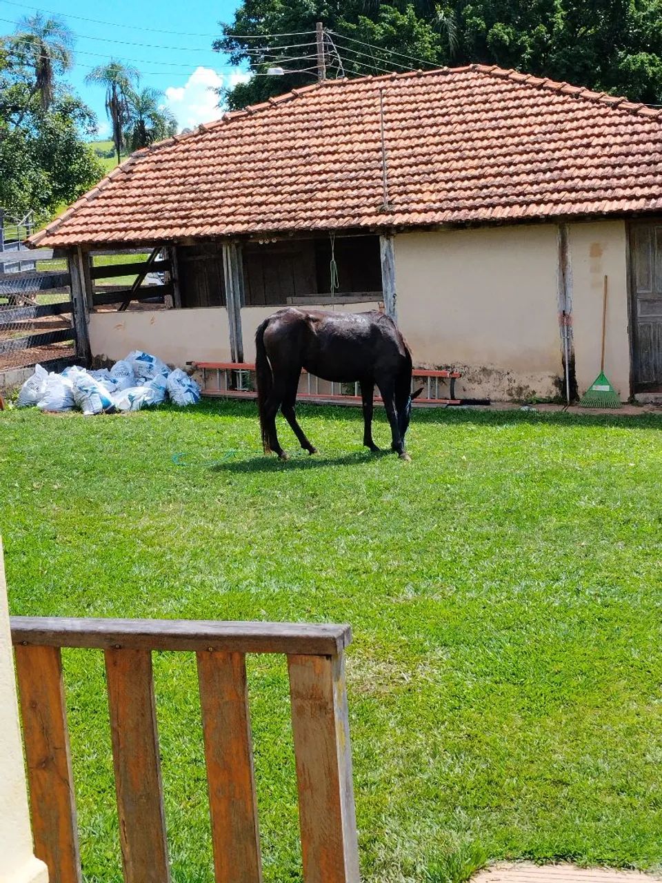 Vendo égua quarto de milha - Foto 2