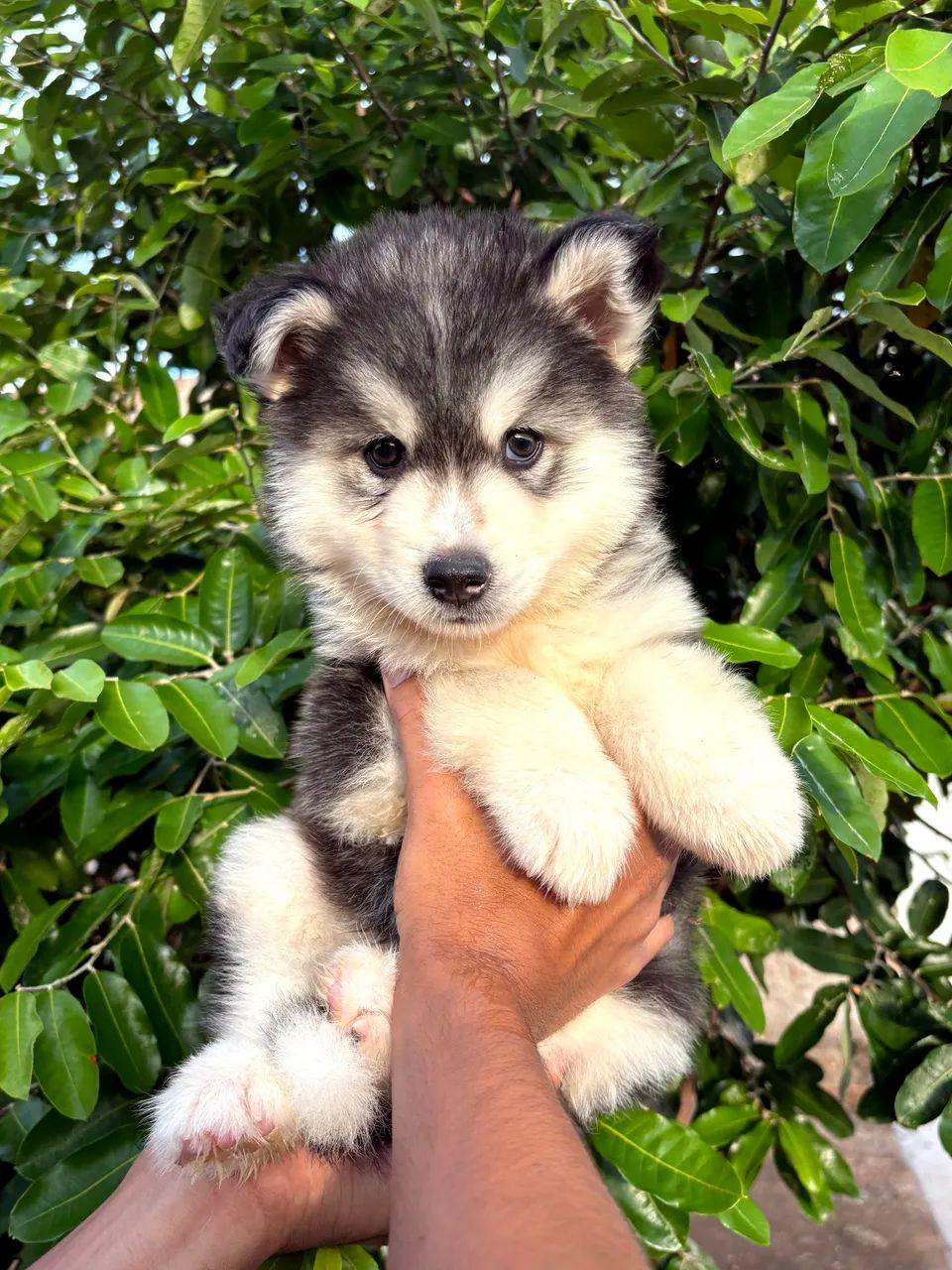 TÍTULO Husky siberiano macho - com microchip ISO e pedigree <br><br>