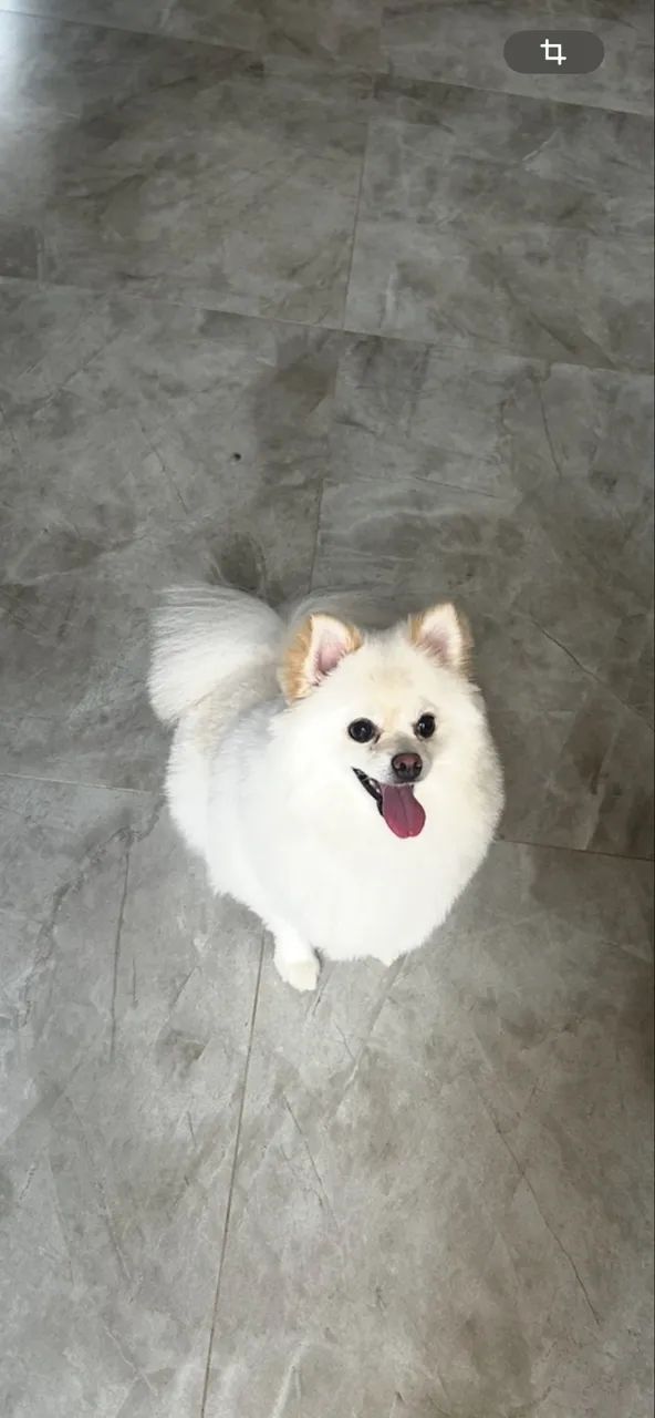 Vendo cachorrinha Spitz alemão/ Lulu da pomerania  - Foto 2