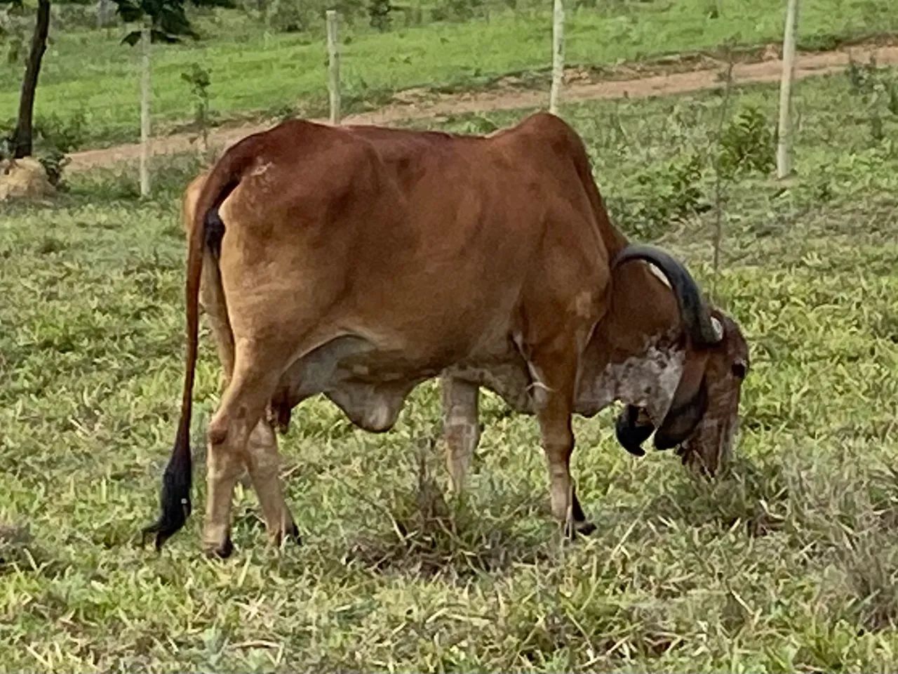 Vende-se vacas e bezerros - Foto 5