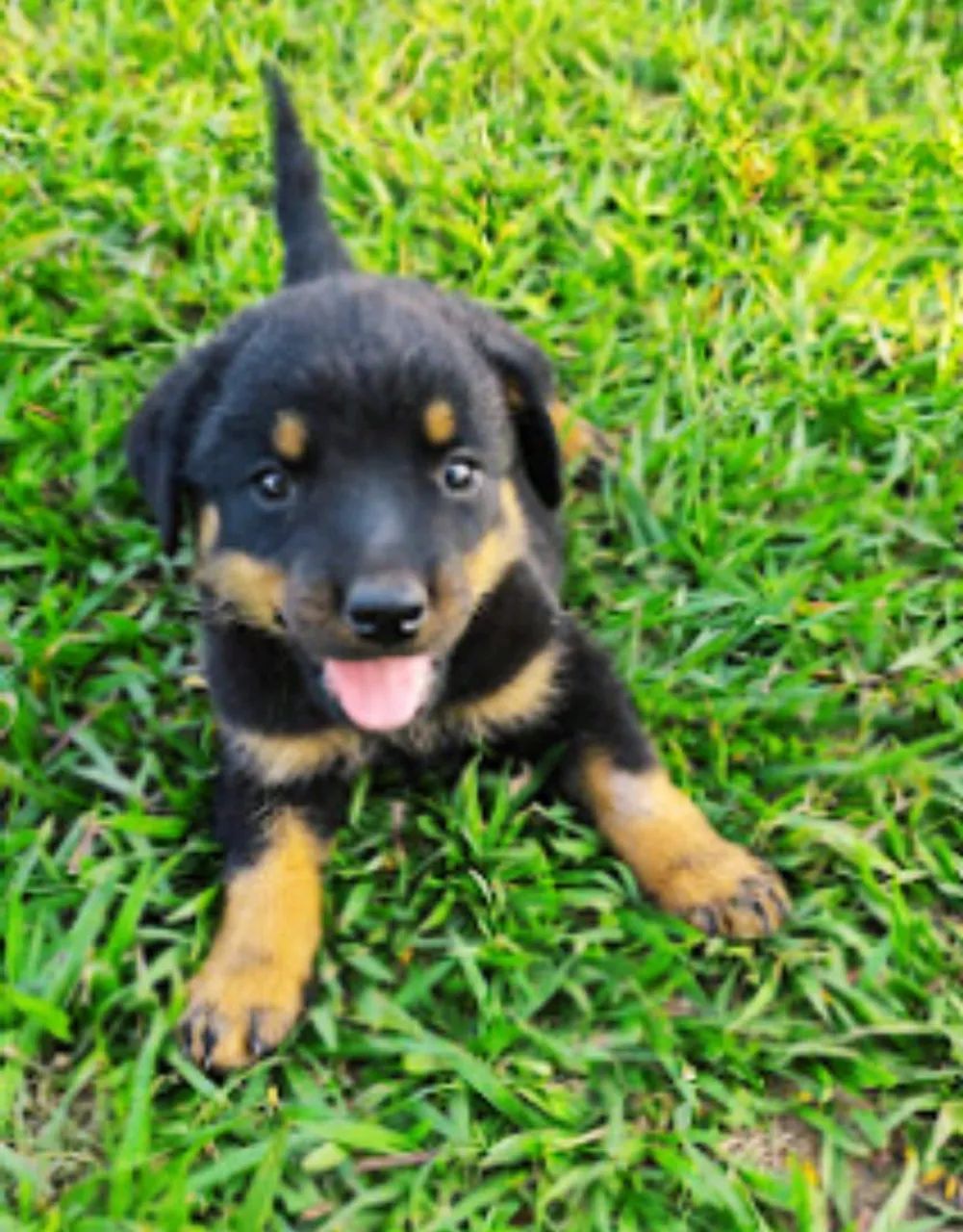 Filhotes de Rottweiler  - Foto 2