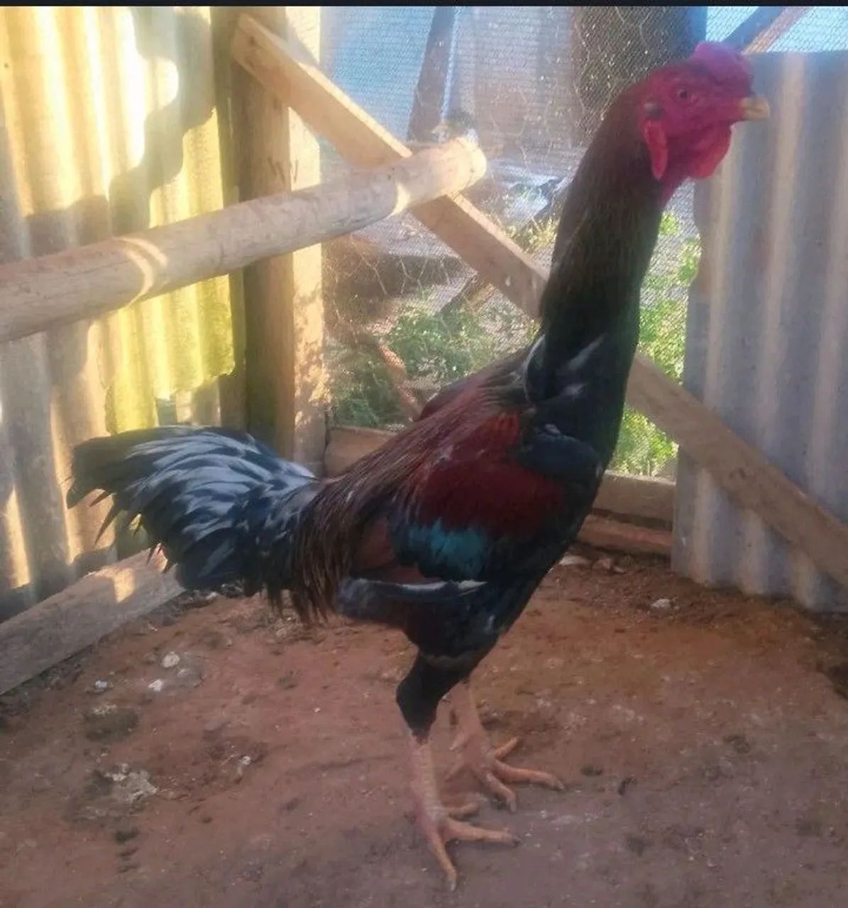 Galo mestiço índio gigante