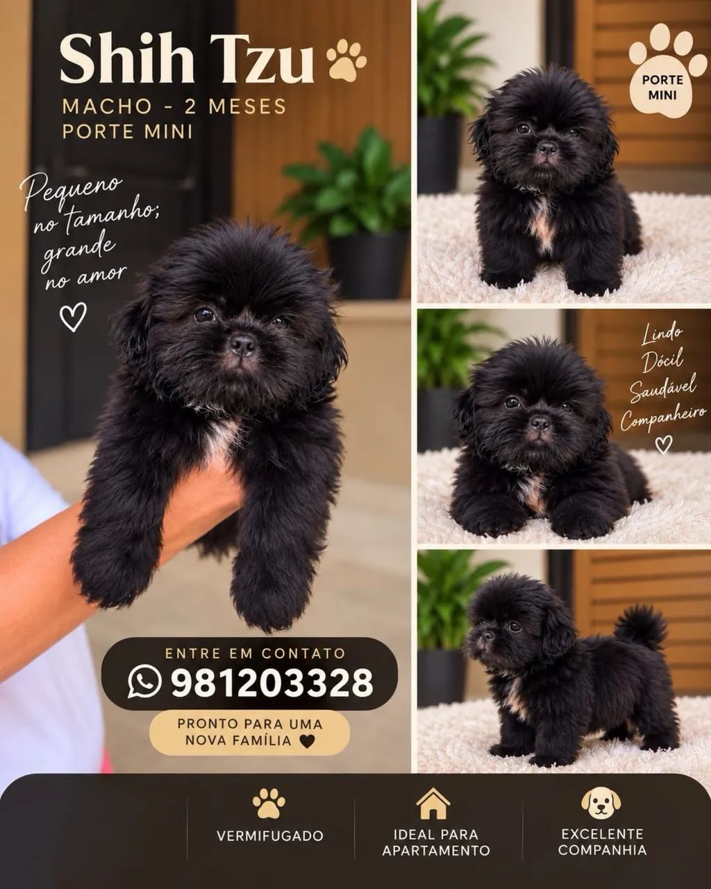 Shitzu mini Preto Raro