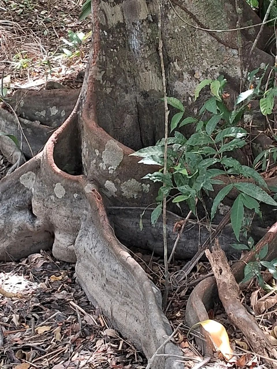 Vendo um excelente terreno  - Foto 4