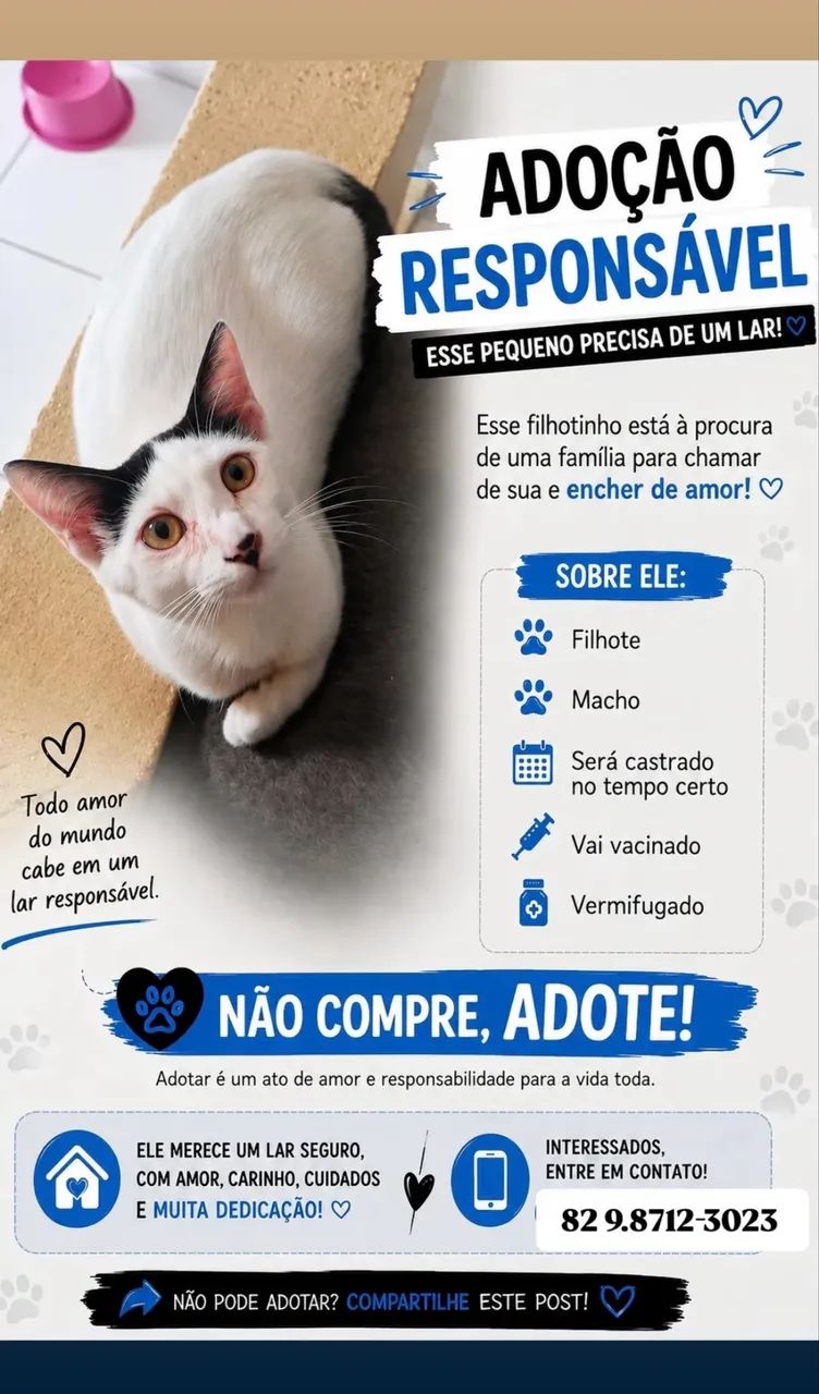 Gato para adoção  - Foto 2