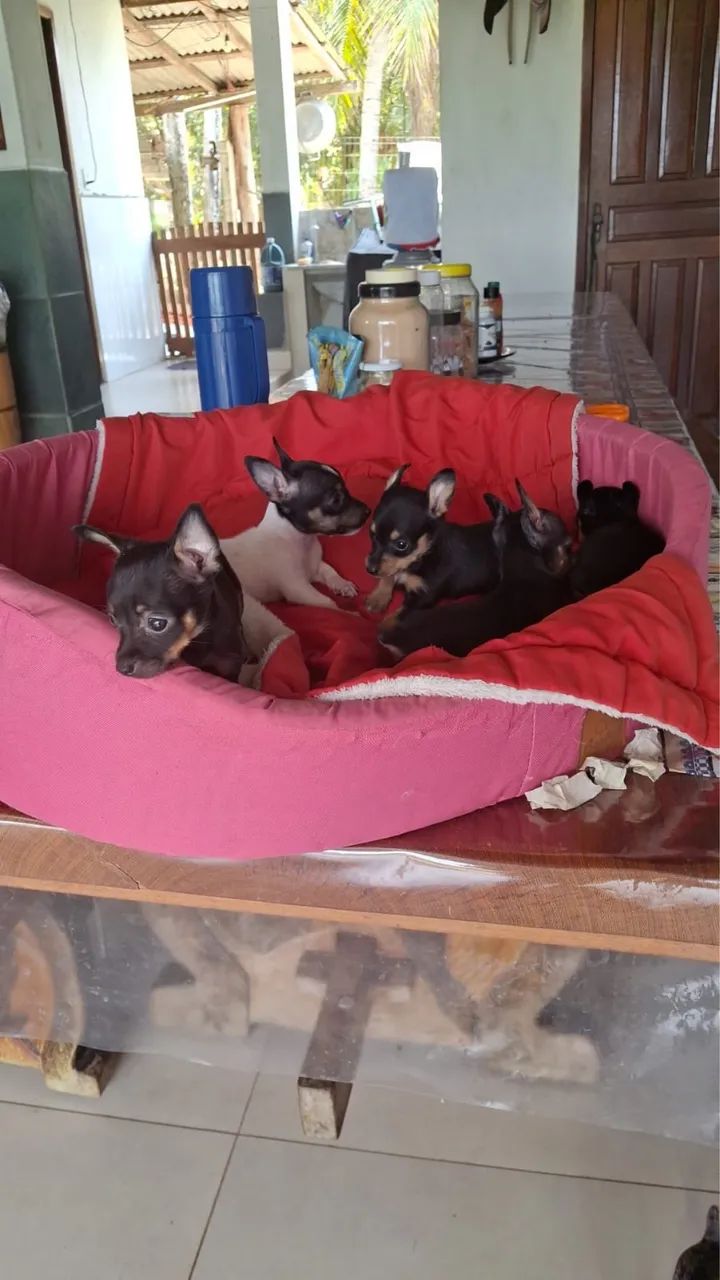 Cachorro pinscher  - Foto 4