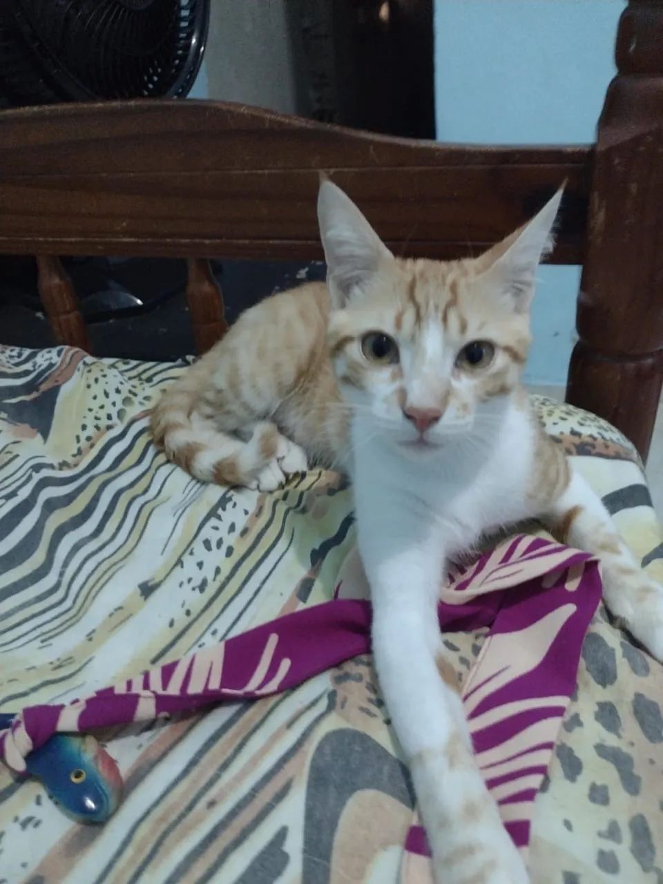 Gato para adoção  - Foto 4