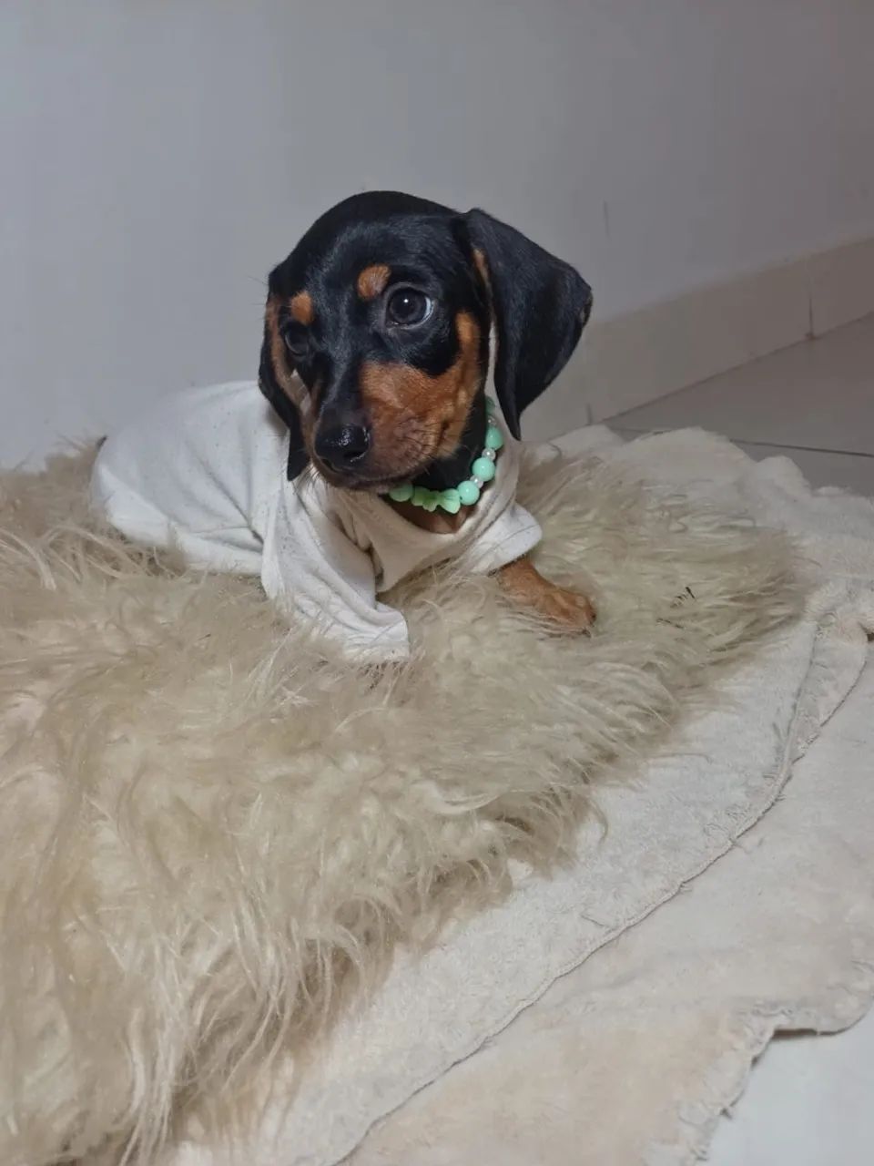 Cachorro  - Foto 4