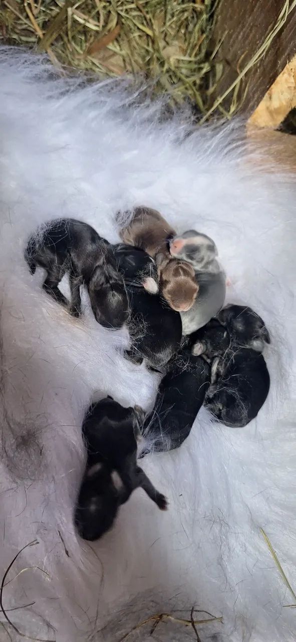 Mini coelho Netherland Dwarf  - Foto 3