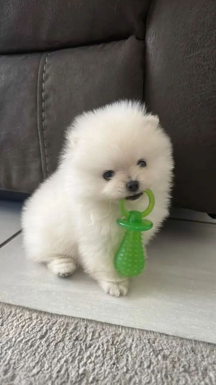 Spitz Alemão 