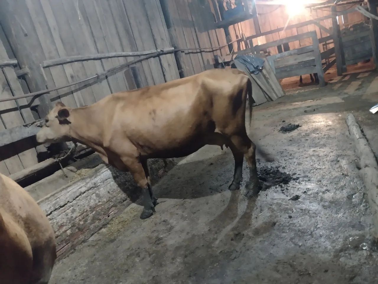 Vaca - Foto 3
