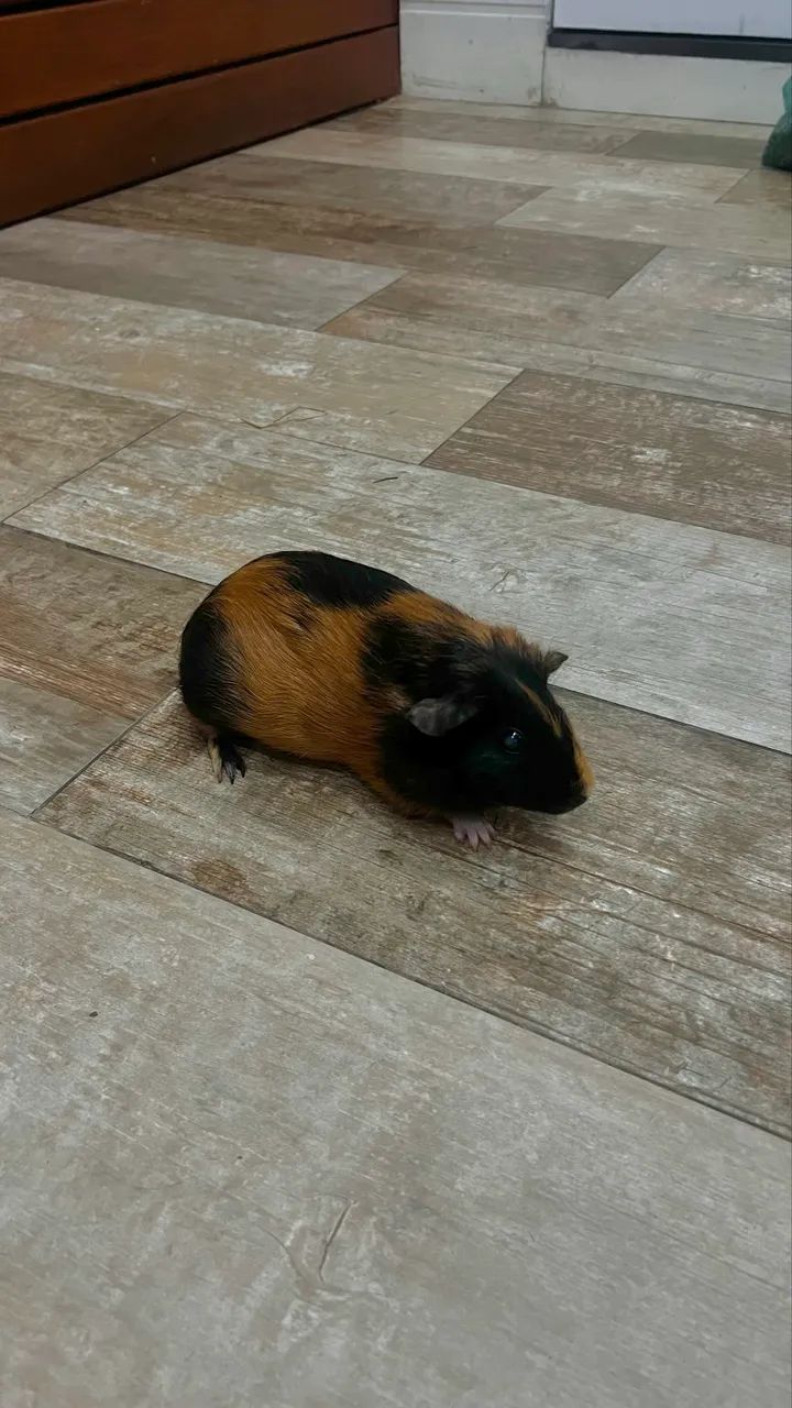 Porquinhos da índia  - Foto 6