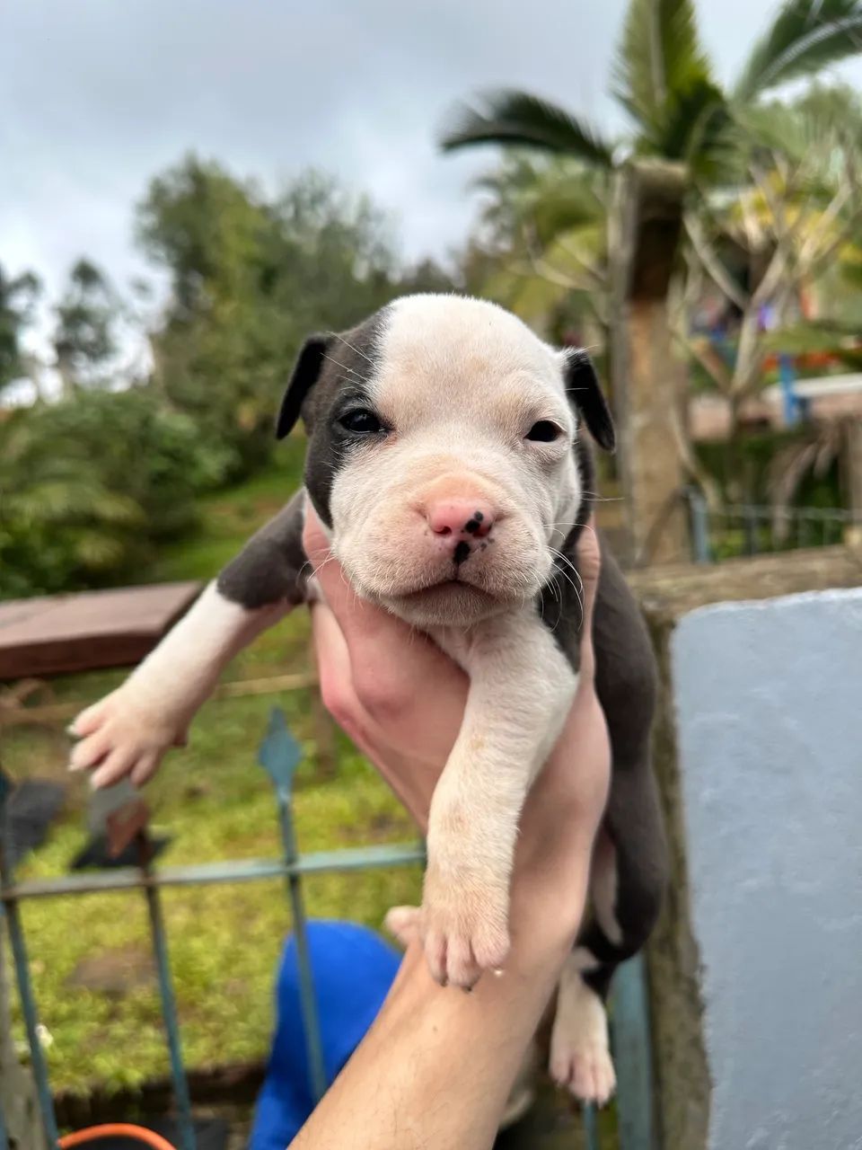 Pitbull AMSTAFF - Foto 6