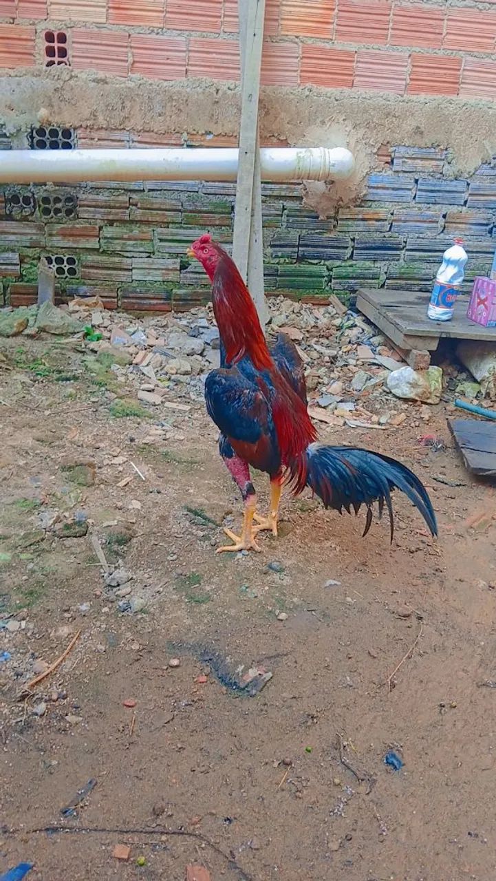 Galo  - Foto 2