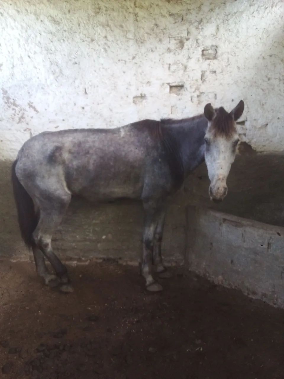 Cavalo - Foto 3