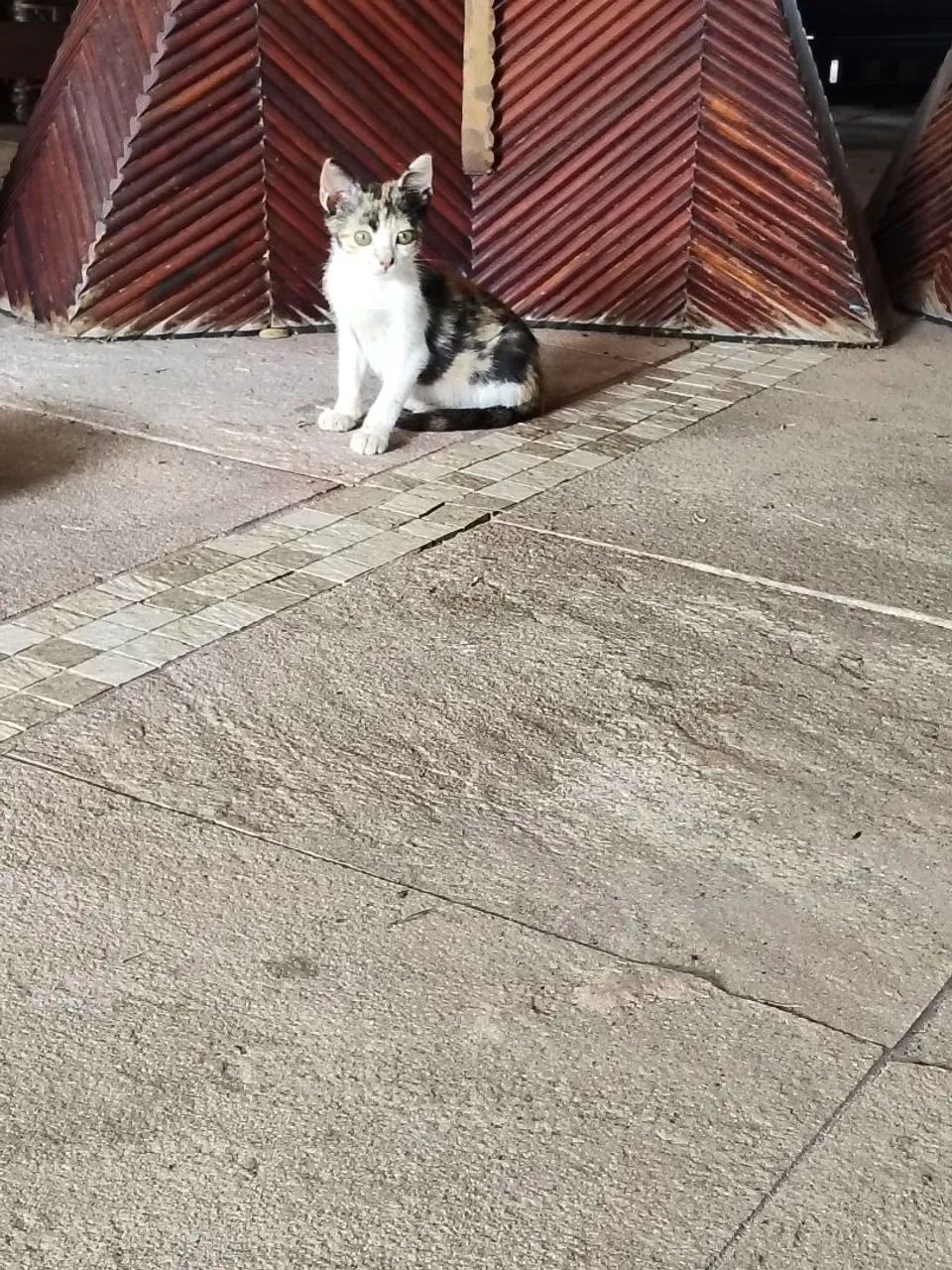 Gatinhas disponíveis para adoção responsável! - Foto 4