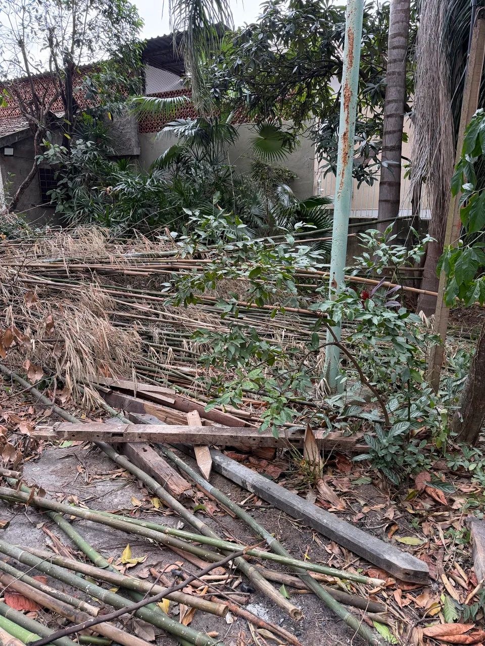 Doação de bambu  - Foto 5
