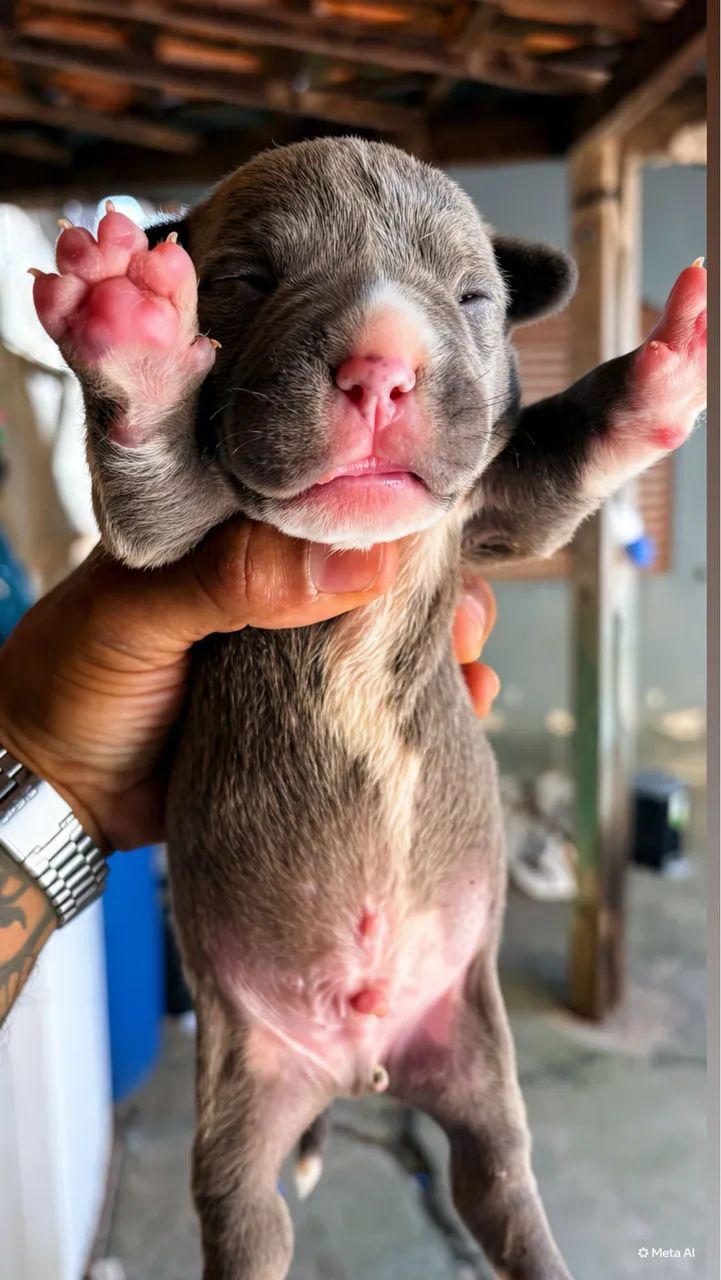 American Bully  - Foto 4