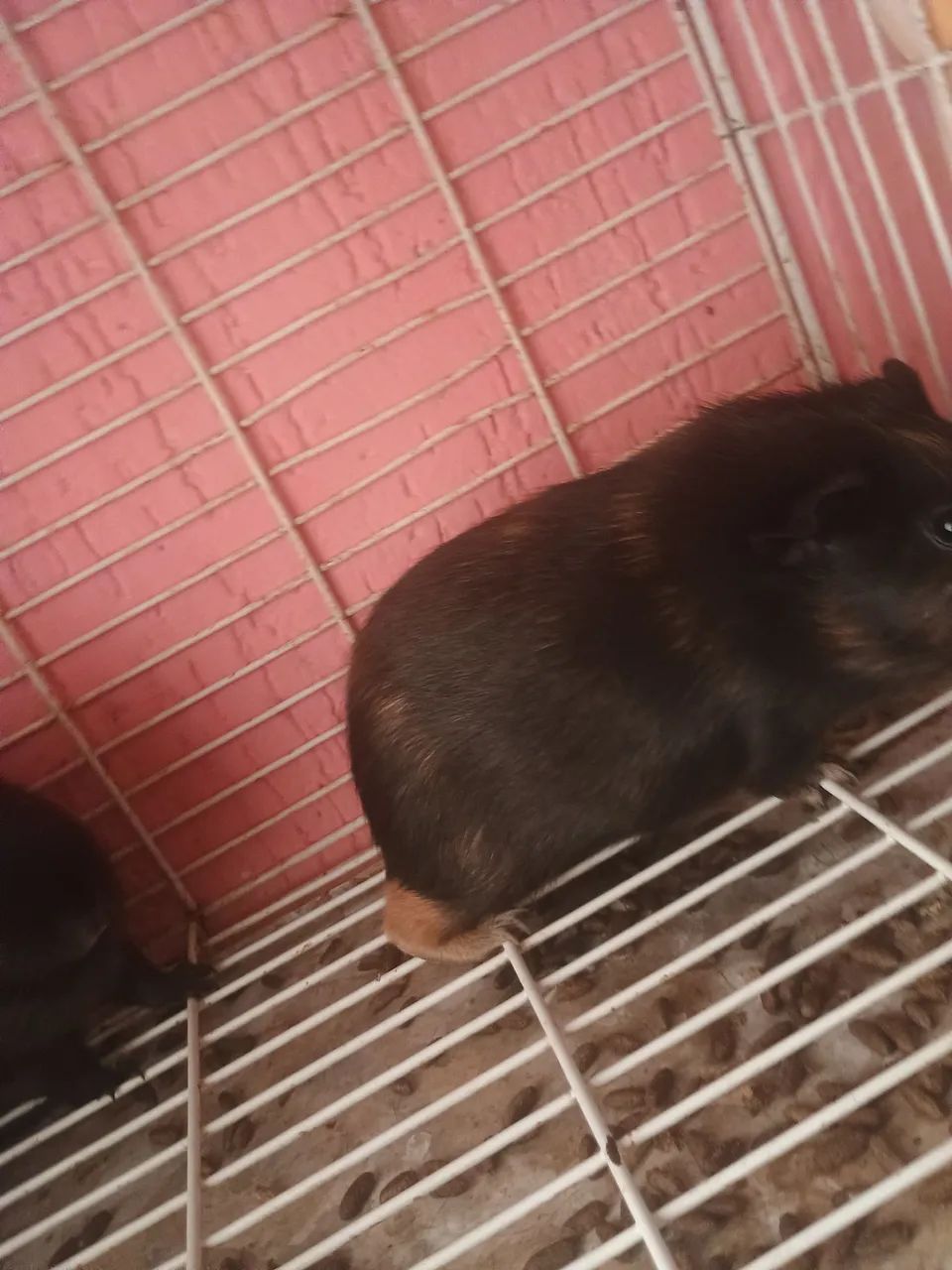Porquinho da Índia 