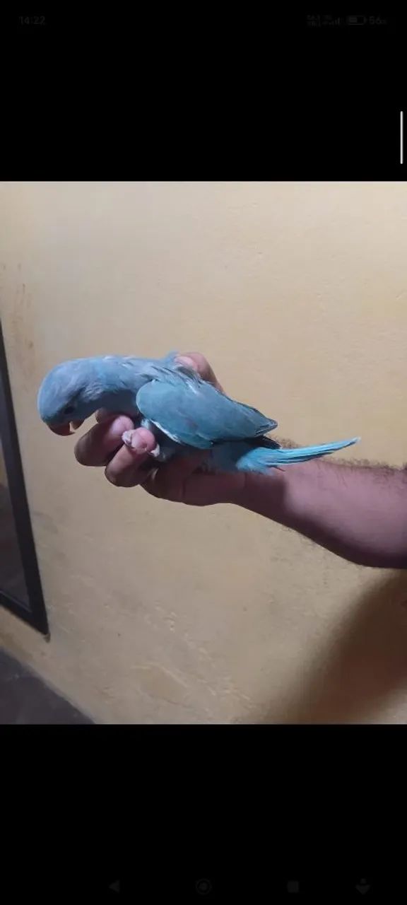 Pra vender