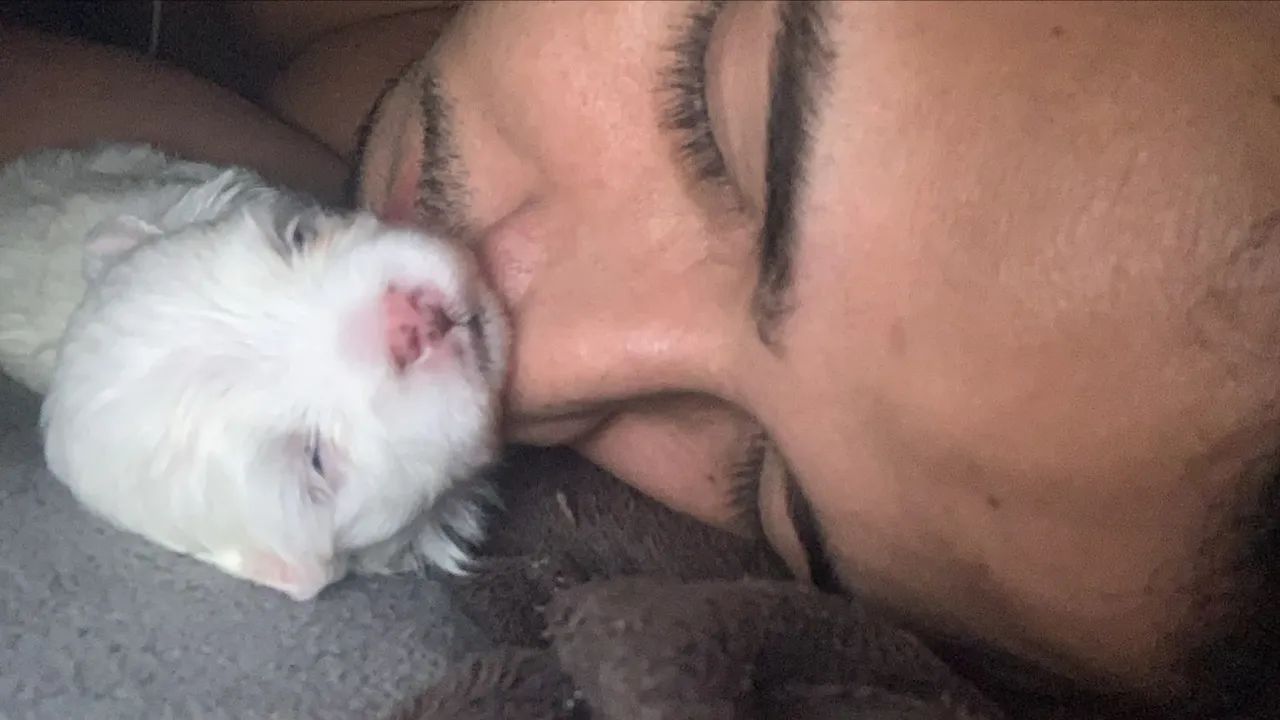 Pet maltês 