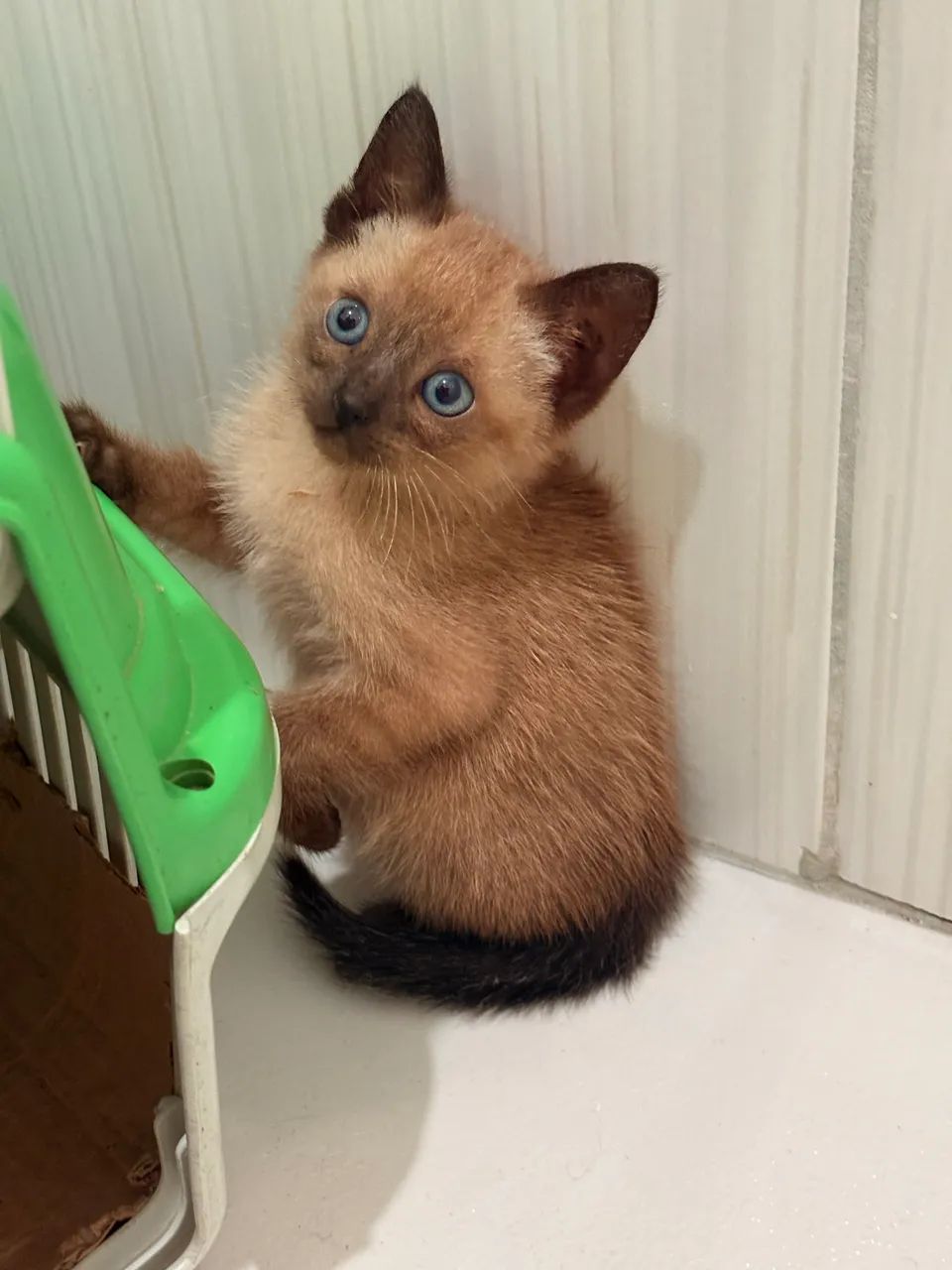 Gato macho para adoção  - Foto 4