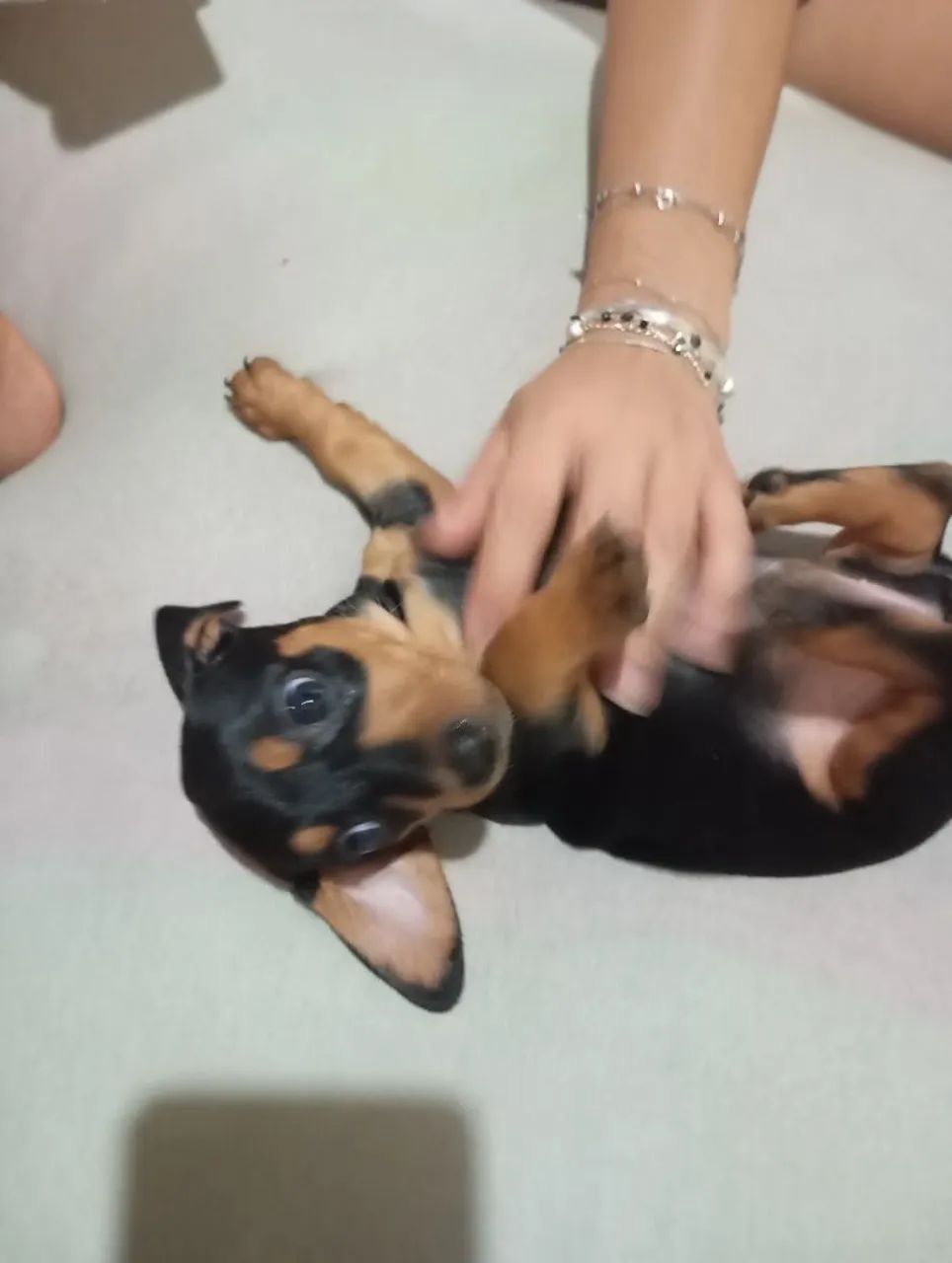 Cachorro ? - Foto 2
