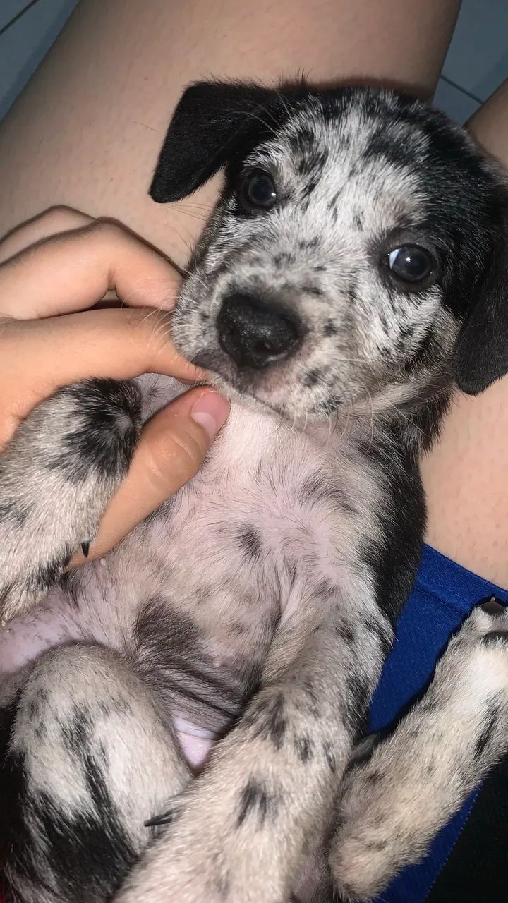 Para adoção responsável  - Foto 2