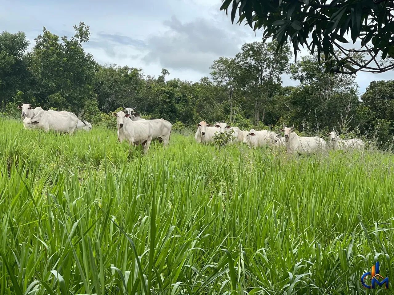 Fazenda em Jangada - Foto 2
