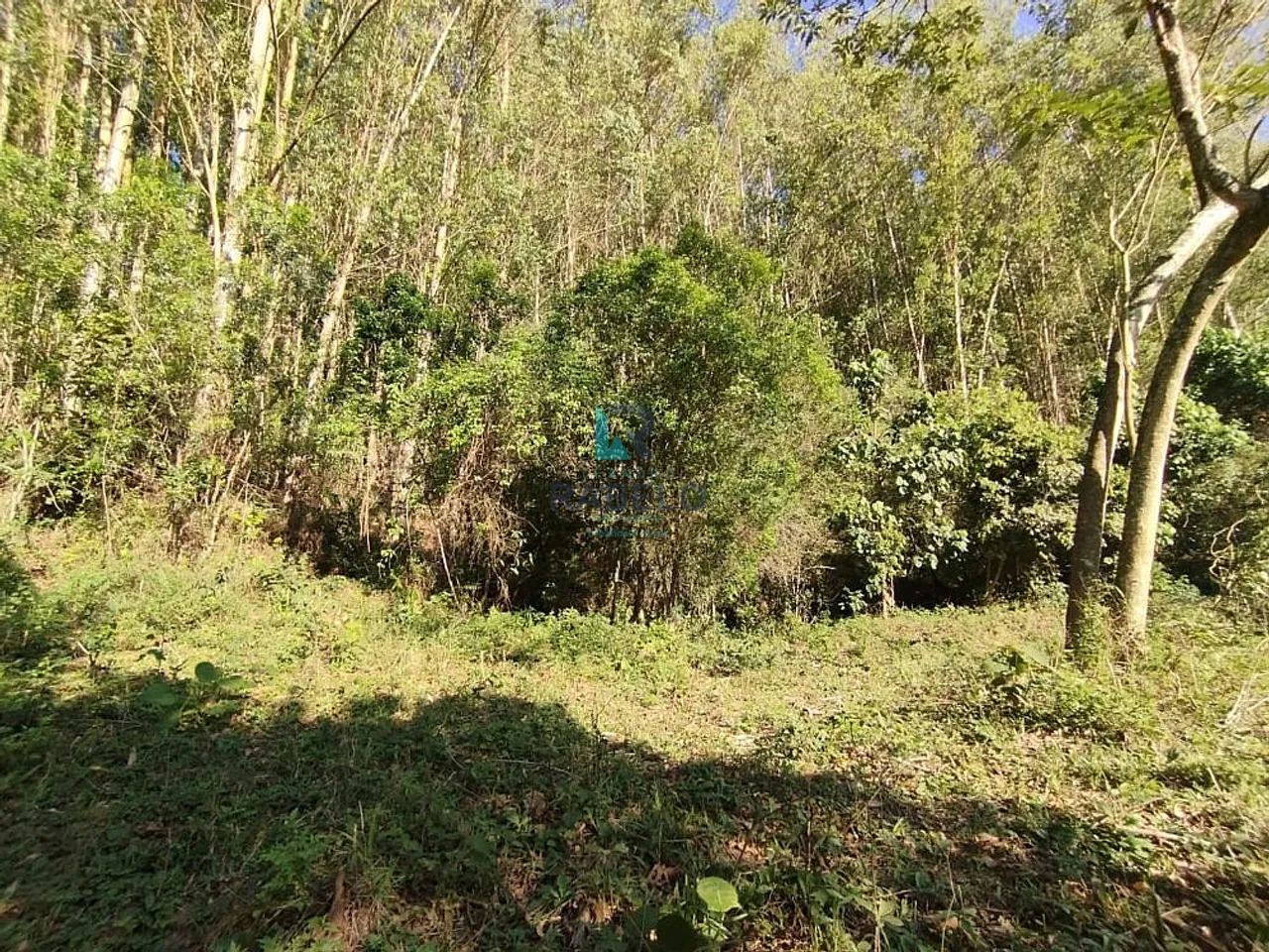 SÍTIO COM PLANTAÇÃO DE EUCALIPTOS EM CUNHA-SP - Foto 2