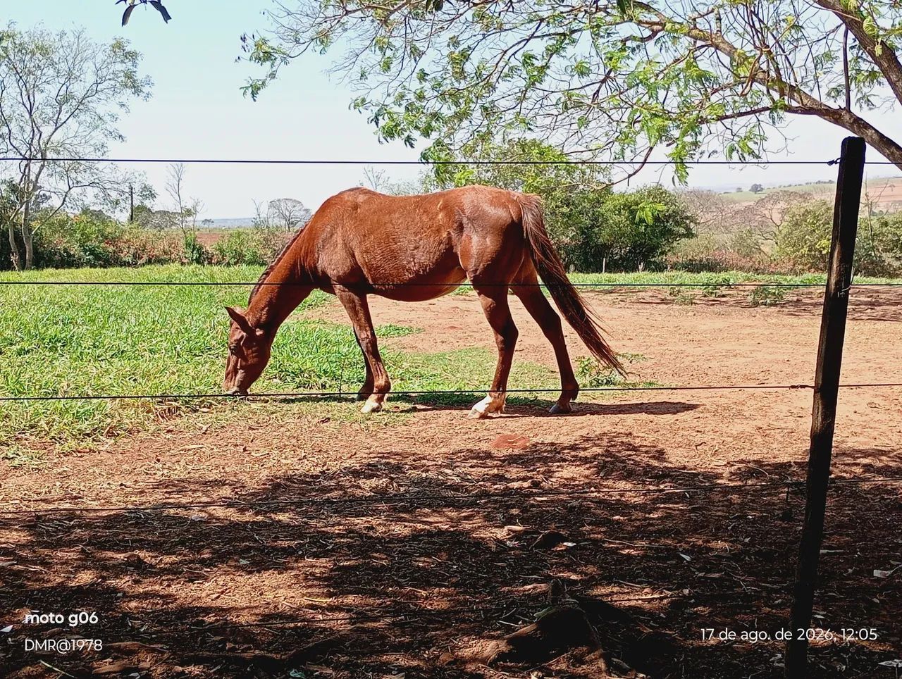 Cavalo QM PO