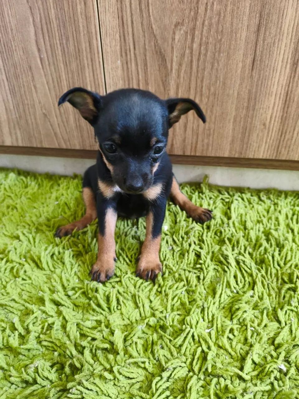Mimi pinscher 