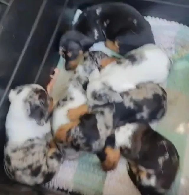 Basset teckel vacinado e vermifugado 