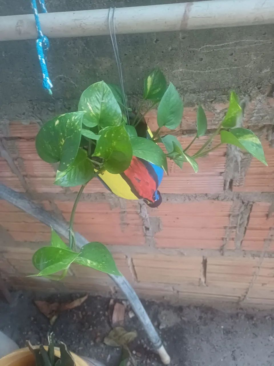 Plantas e mudas e no vaso - Foto 4