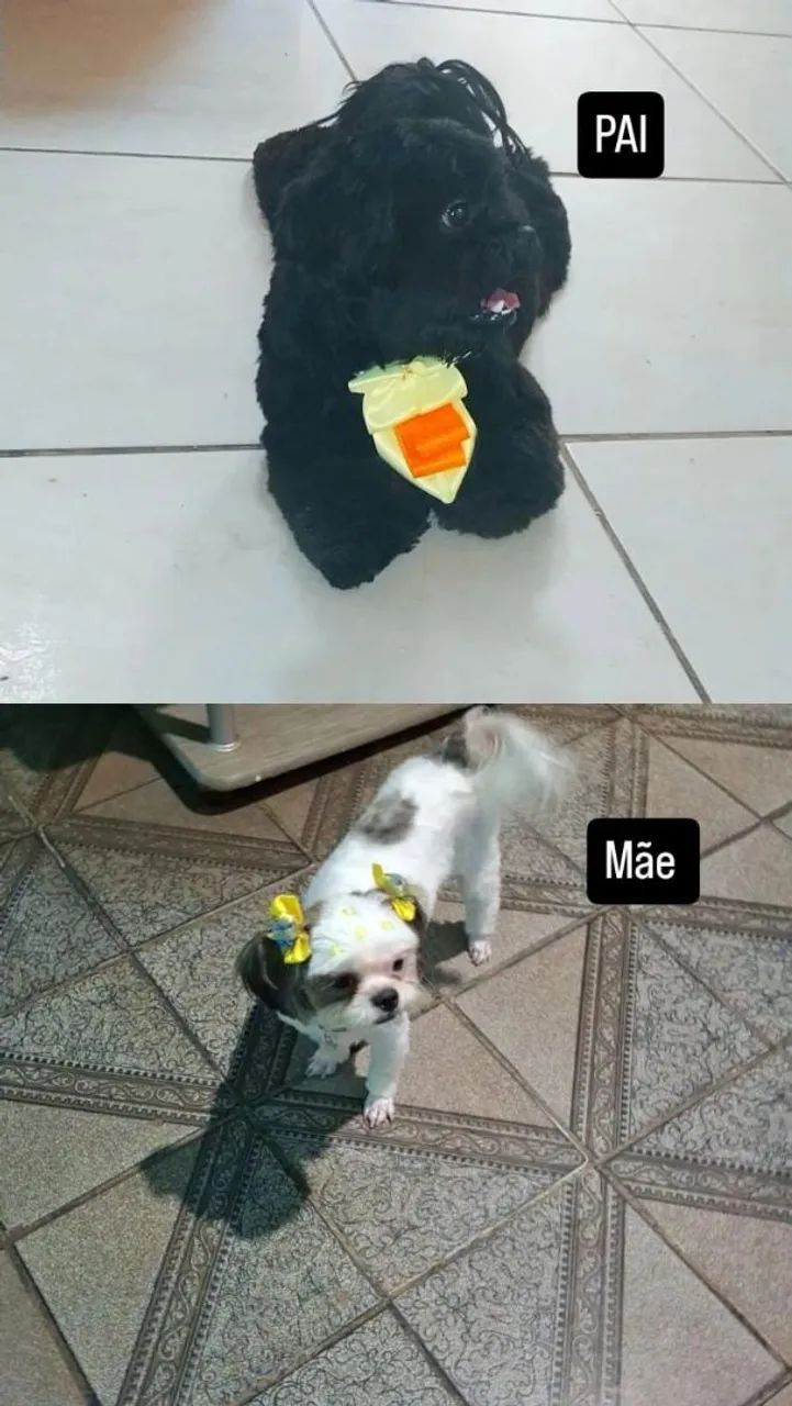 Venda-se cachorro com 1 mês e 1 dia 
