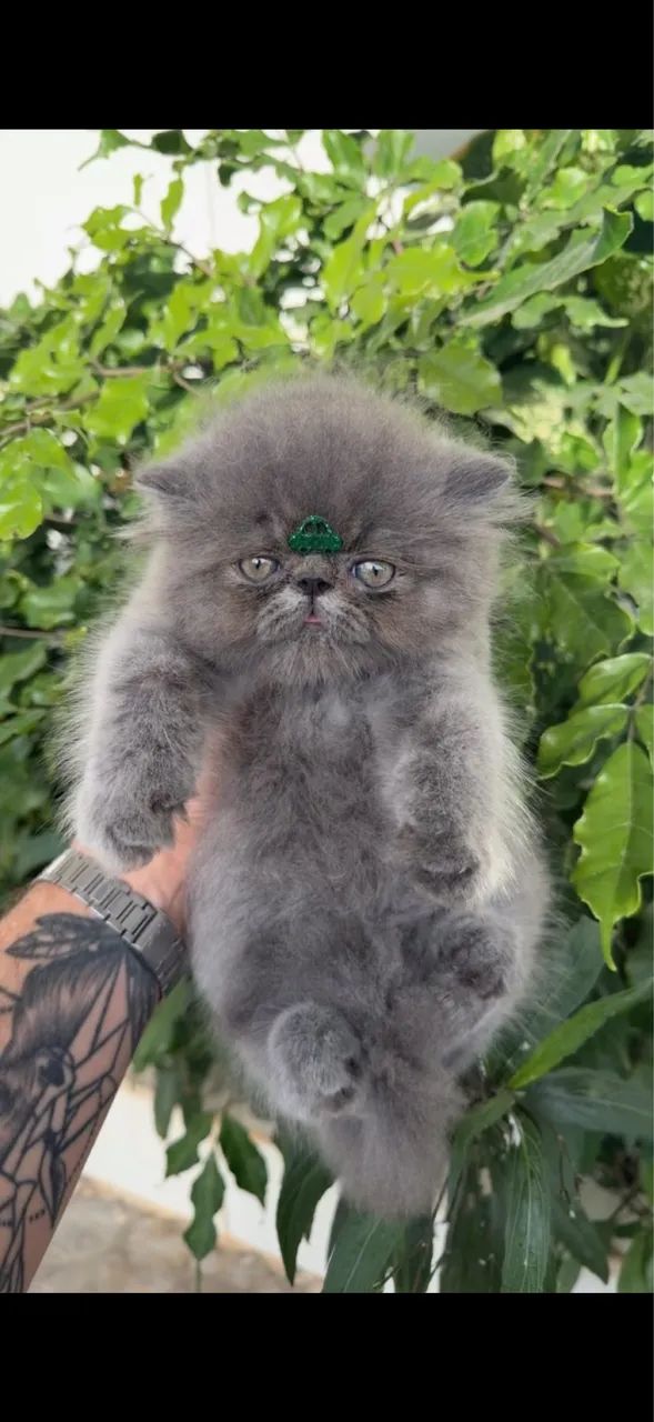 Gato persa macho  - Foto 3