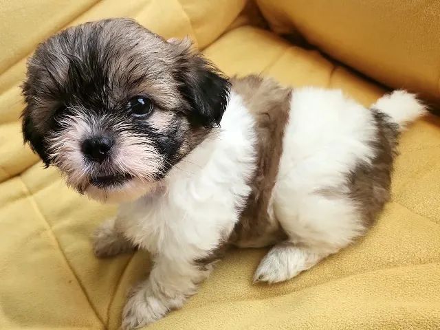 Filhote de Lhasa apso macho branquinho  - Foto 2